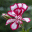 Flowers Screen Saver